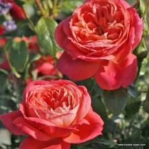 Queen of Hearts / Квін оф Хартс - дворічнi